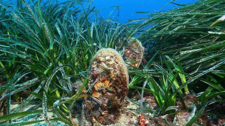 Depuis le milieu des années 2010, la grande nacre, espèce endémique en Méditerranée, est victime d’un parasite virulent. Photo DR Depuis le milieu des années 2010, la grande nacre, espèce endémique en Méditerranée, est victime d’un parasite virulent. Photo DR